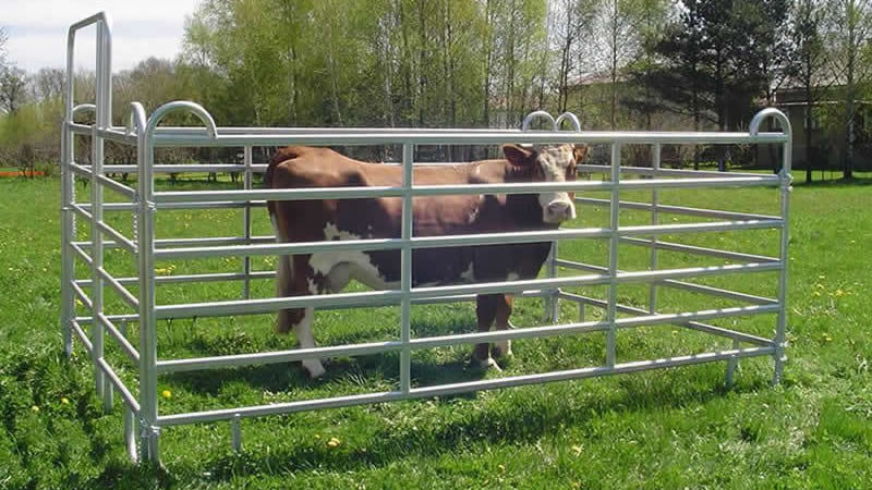 A galvanized oval tube corral fence with a gate on the lawn and a cow in the fence.